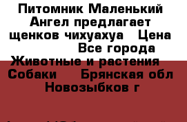 Питомник Маленький Ангел предлагает щенков чихуахуа › Цена ­ 10 000 - Все города Животные и растения » Собаки   . Брянская обл.,Новозыбков г.